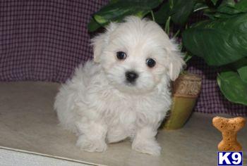 Rex - Maltese Male